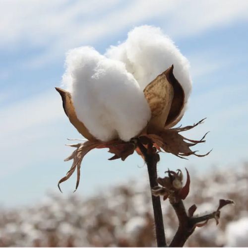 Raw Cotton Manufacturers